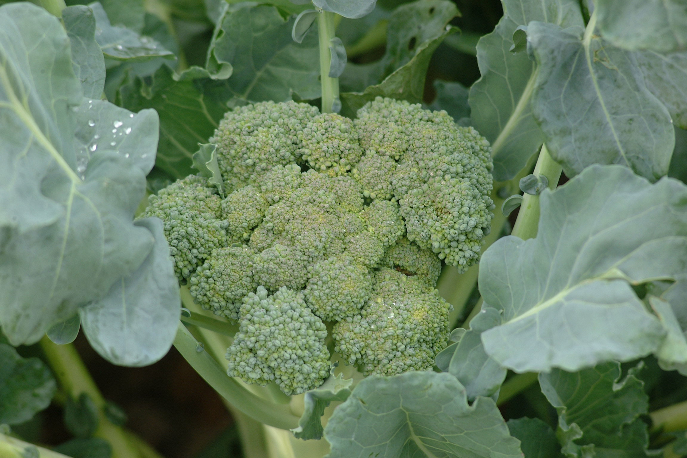 It’s time to plant fall vegetables 